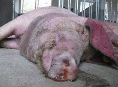 育肥豬與黃牛 警惕三種常見(jiàn)病，守護(hù)豐收成果