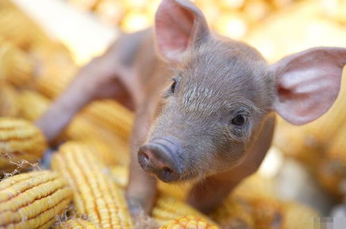 4月23號，屬豬人需謹慎應對潛在挑戰